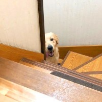 大型犬をお留守番させようと思っていたら…察した直後の『まさかの攻防戦』が47万再生「切ないけど笑ったｗ」「犬ってほんと面白い」と爆笑