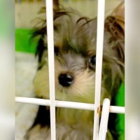 『保護犬を飼うことは偉い…？』病気持ちの犬を保護した飼い主が語った『命を迎えることの覚悟』に涙「ハッとさせられた」「仰る通り」と5万再生