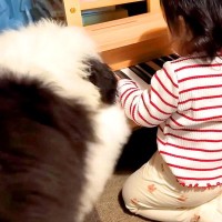 赤ちゃんがピアノを弾いていたら、超大型犬の子犬が…想定外な『まさかの光景』が30万再生「激しすぎて草」「天才ジャズピアノ犬爆誕ｗ」