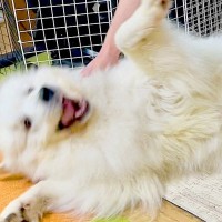 『絶対にお風呂に入りたくない超大型犬』が…見たこともないくらいの『超絶拒否』が可愛すぎると話題「ハードな駄々っ子ｗ」「寝技するの草」