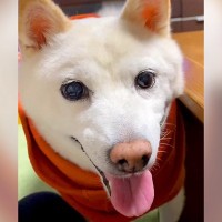 犬とおしゃべりしている最中『お父さんのこと好き？』と質問してみたら…衝撃的な『まさかの回答』が294万再生「勢いで草」「切ない」と爆笑