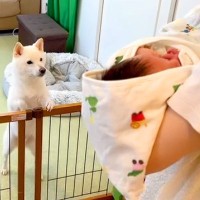 生まれたばかりの赤ちゃんを家に入れたら、犬が…初対面で見せた『柵越しの反応』が泣けると18万再生「なんて素敵な瞬間なの」「愛情すごい」