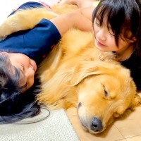 ふたりの女の子たちが『大型犬にわちゃわちゃ』した結果…まさかの『神対応』が52万再生「平和すぎる」「何されても動じないの優しい」