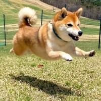 ドッグランで遊ぶ犬を撮影してみた結果…まるで『お空を飛んでいるかのような姿』に4万5000いいね「完全に飛んでる」「影すら愛おしい」