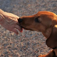 初対面の犬は勝手に触ってはいけない？　意外と知られていないリスクや注意点をご紹介