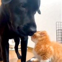 赤ちゃん猫が大型犬に育てられた数年後…想像とは違った『まさかの光景』が尊すぎると絶賛「可愛いが大渋滞してる」「行動もそっくり」と2万再生