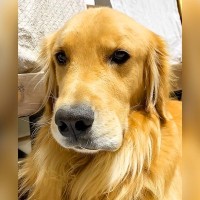 大型犬が何か隠しているようなので問い詰めた結果…想像以上に『ごまかそうとする姿』が370万再生「顔に全部出てて草」「愛おしすぎるｗ」