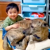 『赤ちゃんが苦手な元猟犬』が赤ちゃんと仲良くなり始めた結果…とんでもなく尊い『家族の光景』が5万再生「素敵すぎる」「愛情にあふれてる」