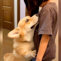 女の子が『よその犬』と遊んで帰宅したら、愛犬が…想像以上の『浮気チェック』が必死すぎると255万再生「目ガン開きで草」「結構厳しいｗ」