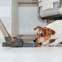 犬が苦手なNGアイテム4つ　愛犬がストレスを抱えないために飼い主ができることとは