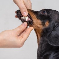 犬の歯に関する病気｜歯周病の実態と正しい歯磨き方法を獣医が解説