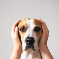 愛犬がストレスを抱えかねない生活音４つ　不安な気持ちにさせないために飼い主ができることとは