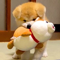 『小さな赤ちゃんだった秋田犬が…』成犬になった2年後の"ビフォーアフター"に驚きの声「表情変わってない」「可愛すぎ」と1万5000いいね