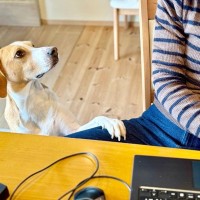 犬が人に『話しかけている』ときのサイン5選　コミュニケーションを取ろうとしている愛犬への正しい対応とは？