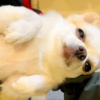 お散歩をするために、犬をベッドから引きずり出した結果…まさかの『散歩拒否を極めた姿』が58万表示「計画的反抗ｗ」「生まれてるみたいで草」