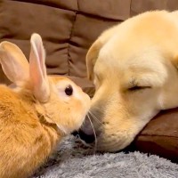 眠そうにしている犬に『うさぎが鼻キスをした』結果…とんでもなく尊い『紳士的な対応』が26万表示「なんて優しい子なの」「癒やしてあげてる」