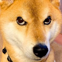 『腰が痛いだけなんです…』動きが遅い飼い主を見た犬が…まさかのブチ切れする姿に1万3000いいね「圧がすごいｗ」「怒ってて草」と爆笑