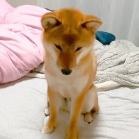 夜中、犬が吠えているので叱ったら…まさかの『逆ギレ』する光景が117万再生「なんて可愛い反抗期なの」「文句言ってて笑ったｗ」と絶賛