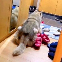 大学に通い始めたら、大型犬が…玄関で見せた『まさかの姿』が忠犬すぎると83万再生「切ない後ろ姿が可愛い…」「なんて健気なの」と悶絶