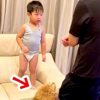 息子に殴られたのでパンチし返そうとしたら、犬たちが…素敵すぎる『まさかの行動』が430万再生「頼もしすぎ」「兄弟愛半端ない」と大絶賛