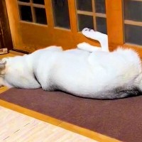 家の中で『ハスキー犬が寝ている瞬間』を撮影した結果…おかしすぎる『独特すぎる寝相』が300万再生「バリエーション多くて草」「爆笑したｗ」