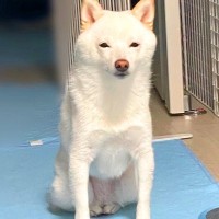 おすわりをしていた犬の脚をよく見てみたら…まさかの『変な座り方』が面白すぎると8万4000いいね「女将ですか？」「猫っぽくて草」と爆笑