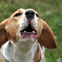 犬が吠えるのを止めさせたい時の５つのコツとは　理由を知ることが大事？飼い主ができる対処法を解説