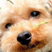 ルンルンでお散歩していた犬が振り返ると…絶望的な『まさかの悲劇』に6万4000いいね「取れないよねｗ」「気持ち分かりすぎる」共感の声も