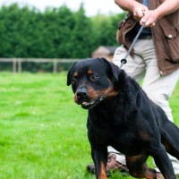 犬の引っ張り癖をやめさせたいときの対処法４つ　無理をさせてはいけない？飼い主が注意すべきポイントとは