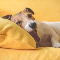 犬が『寝る前に見せる』行動5選　毎晩、愛犬がするルーティンの意味や安眠のためにすべきことまで