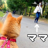 『散歩中にママが通り過ぎたら犬たちは気付くのか？』を検証したら…愛おしすぎる結末が135万再生「気付いた反応尊い」「信頼関係が素敵」