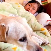 3歳の女の子がソファで寝ようとしていたら、大型犬が…漫才のような展開と『まさかの結末』が15万再生「平和すぎｗｗ」「仁義なき戦いで草」