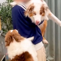 犬を抱っこした結果、お姉ちゃんが…嫉妬で見せた『まさかのブチギレ』が14万再生「プンスカ可愛すぎｗ」「犬っぽい人間かな？」と絶賛の声