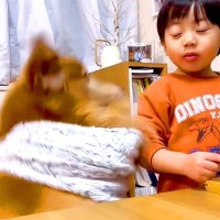 小さな男の子の食事中、大型犬が飛び乗ったら…『衝撃的なハプニング』で号泣する光景が459万再生「めっちゃ反省顔してるｗ」「愛おしすぎ」