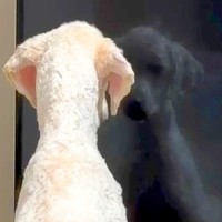 トリミングした大型犬が『自分の姿』を目の当たりにした結果…まさかの『現実を受け入れられない様子』が246万再生「困惑しすぎてて草」と爆笑