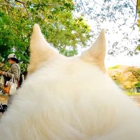 人によく話しかけられる大型犬の背中に『カメラを設置してみた』結果…想像以上の『人たらし具合』が7万再生「魅力を持ってる」「癒された」