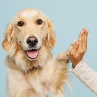 犬を初めて迎える前に確認しておくべき『ワンコとの相性チェックポイント』7つの項目