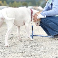 犬が頭を押し付けてくる４つの理由とは　より愛犬との絆が深まるかも？その愛おしい心理をご紹介