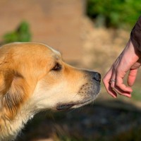 犬の『人間よりも優れた能力』5選　愛犬が持つ驚くべきスキルや注意すべきポイントまで