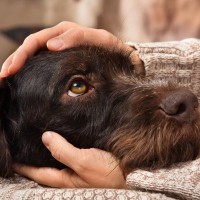 愛犬が飼い主に上目遣いをしてくる心理3つ　要求しているだけではない？注意すべきポイントまでご紹介