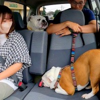 車でお出かけ中、犬が寝ていると思ったら…想像の上をいく『まさかの寝姿』が42万再生「もはやヨガやんｗ」「クセ強すぎて草」と大爆笑の声