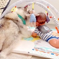 赤ちゃんと大型犬がふたりで何かしていたので覗いてみたら…とんでもなく尊い光景が話題に「後ろ姿たまらん」「ほんとの兄弟みたい」と2万再生