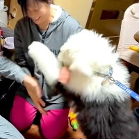 小さい頃に抱っこしてくれたおばあちゃんと再会した超大型犬…『まさかの反応』が尊すぎると27万再生「覚えてるの凄い」「嬉しそう」と絶賛