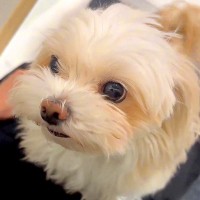 『犬カフェに行って浮気した』と伝えてみたら、犬が…とんでもなく尊い『ブチギレの仕方』が93万再生「絶対に言葉理解してるｗ」「可愛すぎる」