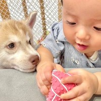 赤ちゃんにボール遊びを教えていたら、大型犬たちが…とんでもなく尊い『平和すぎるやり取り』が3万再生「すべてが愛おしい」「自然と笑顔に」