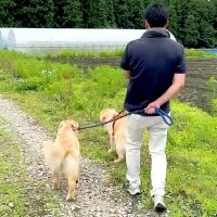 畑に遊びに行ったら、大型犬たちが…絶望的すぎる『まさかのハプニング』が22万再生「お察しします…ｗ」「満足そうな表情で草」と爆笑の声