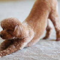 犬が『体をぐーっと伸ばす』理由６選　ストレッチしてるだけ？病気の可能性は？