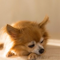 犬が『睡魔と戦っている』ときにするサイン5選　睡眠の邪魔になる飼い主のNG行動まで