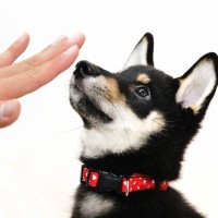 犬にしてはいけない楽しくないしつけ方法7つ　愛犬の気持ちに配慮してチャレンジしよう