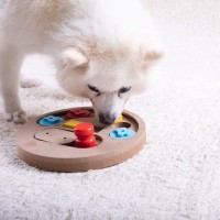 愛犬と簡単にできる『脳トレ』5選　室内で今すぐ試せる知育遊びまでご紹介